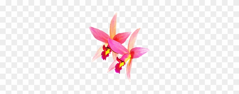 Orchids Flowers Rosa Nature Isolated Orchi - Ochids Png #779839