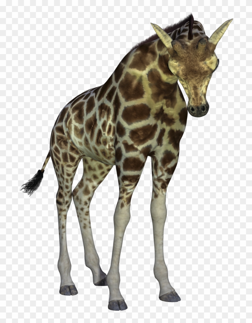 Giraffe By Suicideomen - Giraffe #779980
