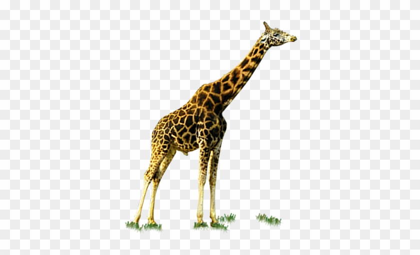 Giraffe Deer - Adult Giraffe - Giraffe Deer - Adult Giraffe #780065