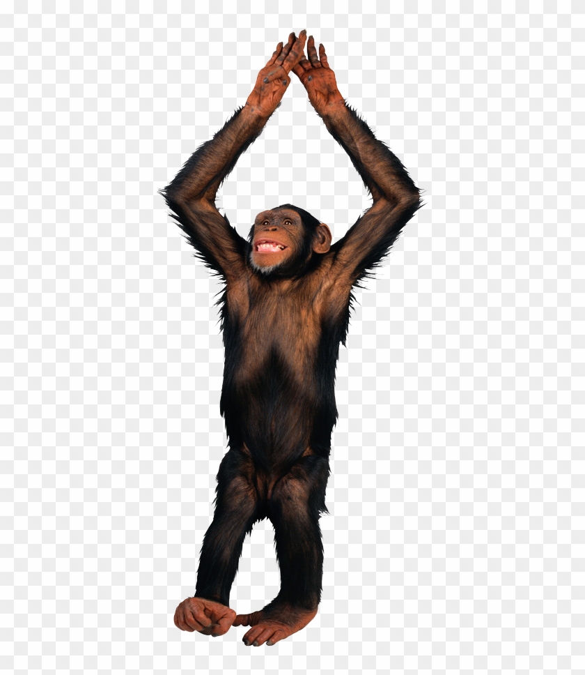Gibbon Haplorhini Monkey Clip Art - Gibbon Haplorhini Monkey Clip Art #780088