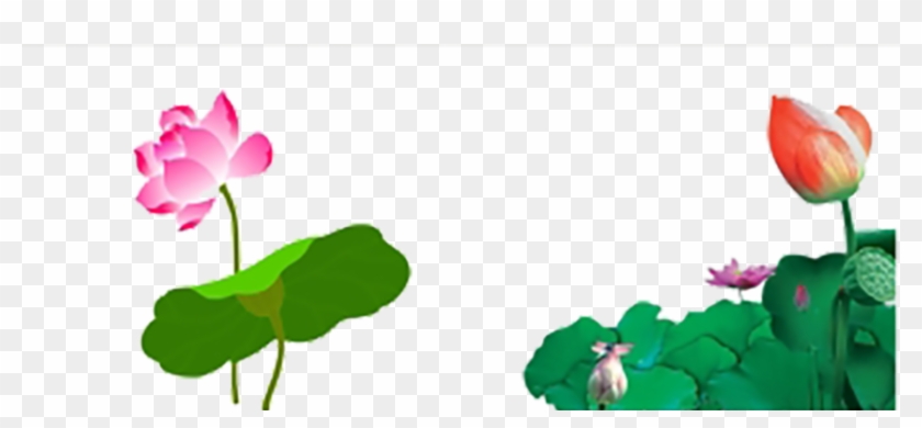 Water Lily Nelumbo Nucifera Cartoon - Lotus Vector #780303