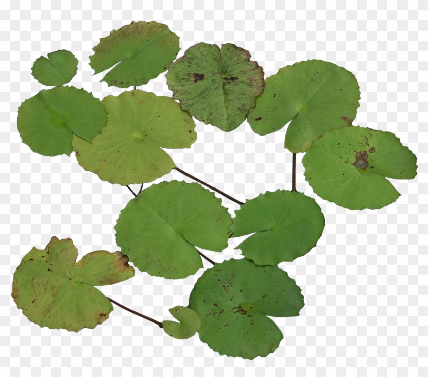 Nelumbo Nucifera Water Lily Software Animation - Nelumbo Nucifera Water Lily Software Animation #780486