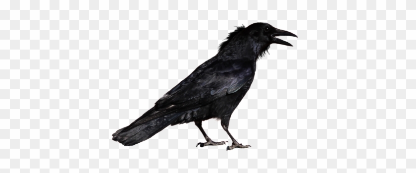 Raven Clipart Transparent Background - Crow Png #780961