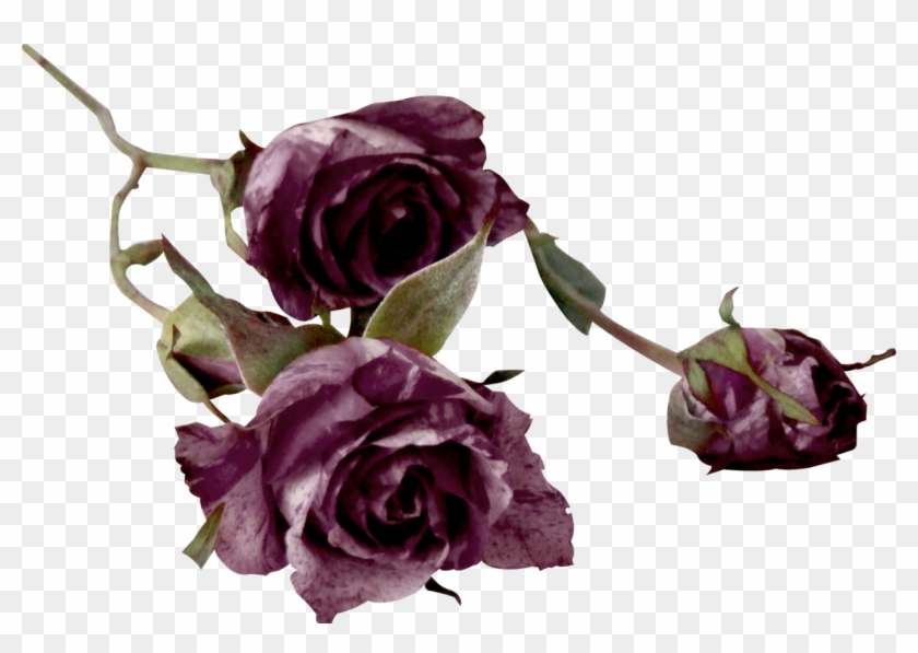 Garden Roses Cut Flowers Centifolia Roses Color - Garden Roses Cut Flowers Centifolia Roses Color #781691