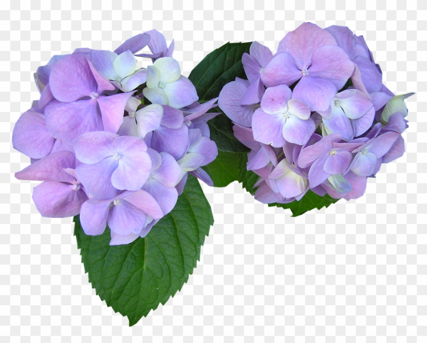 Vintage Hydrangea Cliparts - Flowers To Cut Out #781730