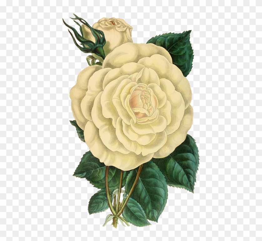 White Rose Clipart 11, - Posterazzi Paxtons Magazine Of Botany 1841 Rose Devoniensis #782657