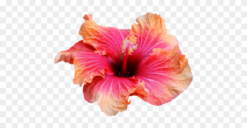 Transparent Hibiscus - Transparent Hibiscus #782797