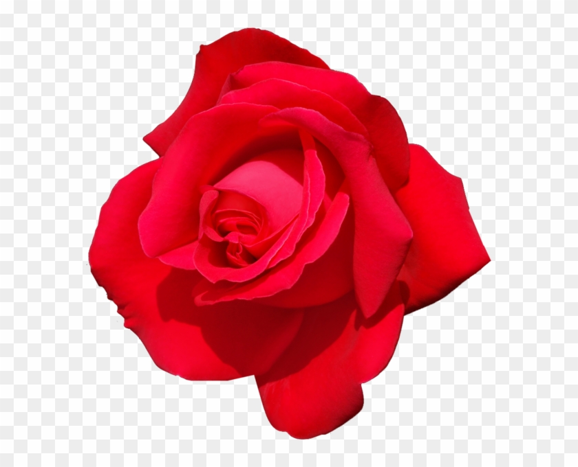 Rose - Rose Psd #783197