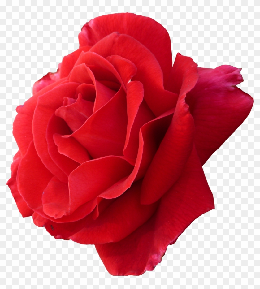 Rose By Alylt Rose By Alylt - Rose By Alylt Rose By Alylt #783238