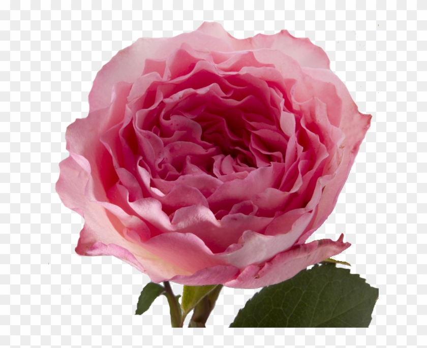 Floribunda #783244
