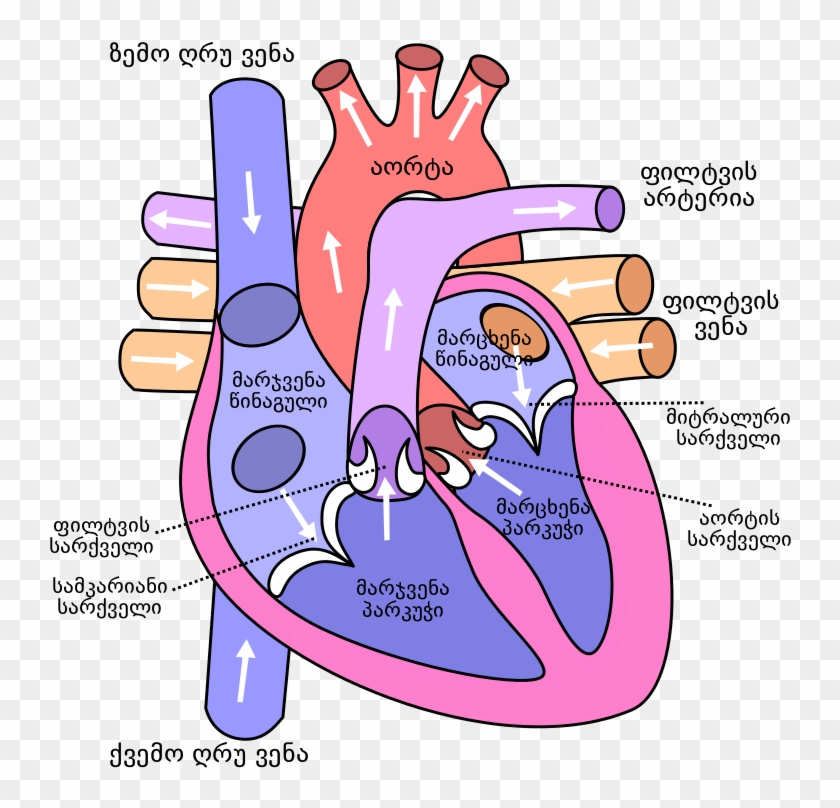 Anatomical Heart Pictures - Diagram Of The Human Heart #783296
