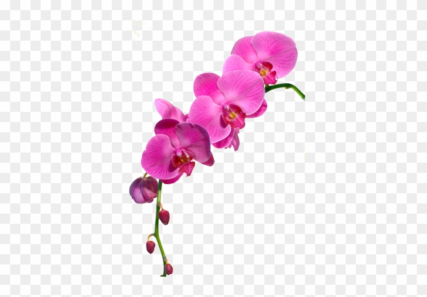 Orchidée Rose #783533
