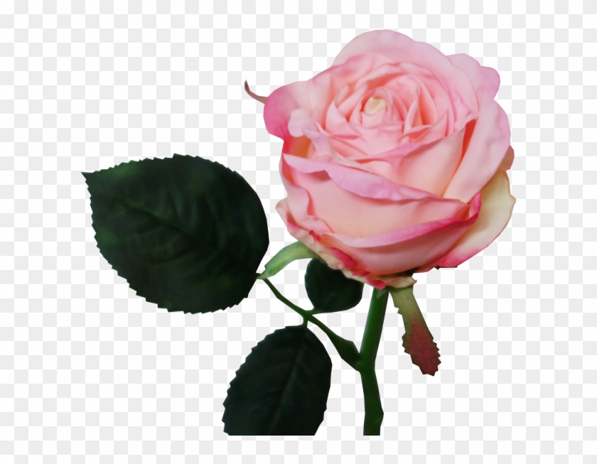 30cm Jessica Rosebud - Floribunda #783546