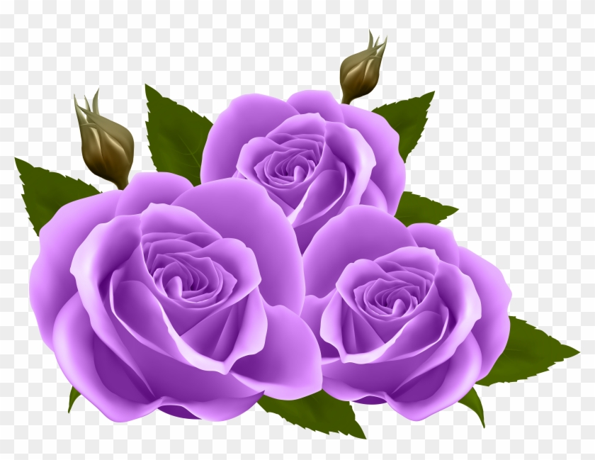 Purple Roses Png Clip Art Image - Purple Roses Png Clip Art Image #783617