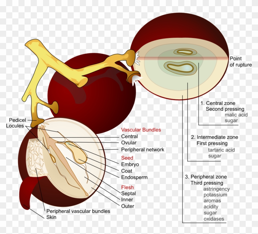 Wine Grape Diagram En - Ягода Винограда #784915