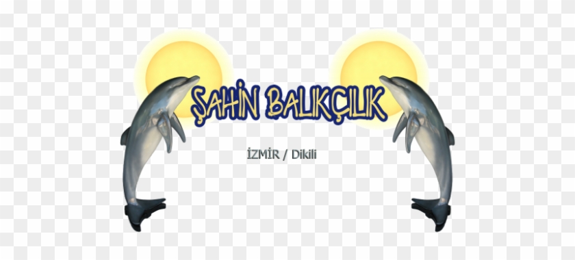 Dikili'deki Balıkçınız - Dikili'deki Balıkçınız #786802