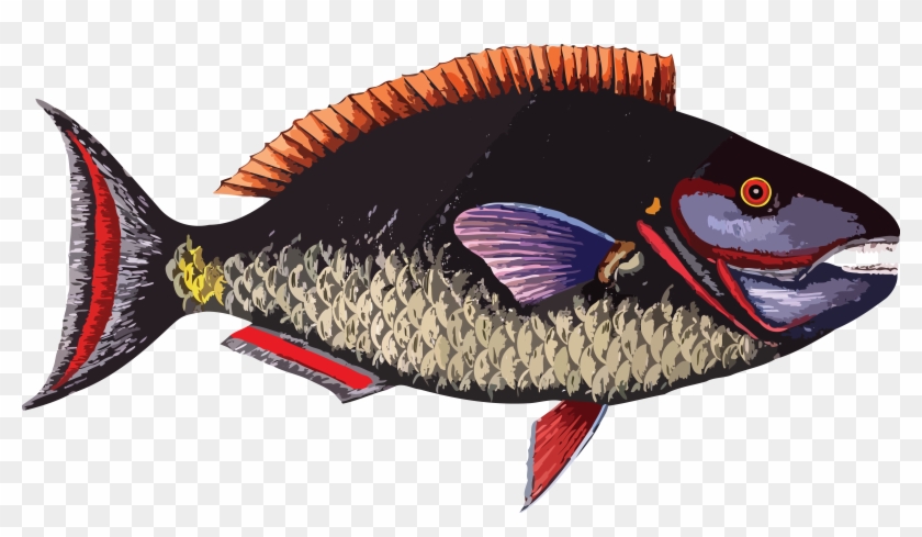 Fish - Global Gallery The Parrot Fish By Mark Catesby Framed #789512