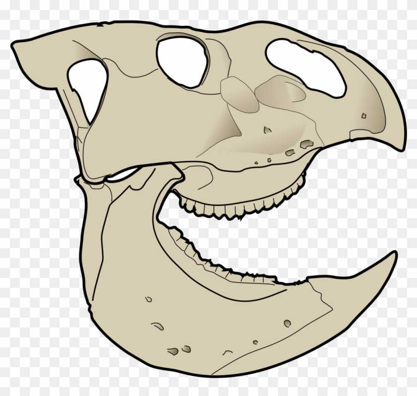 Udanoceratops Skull #789651