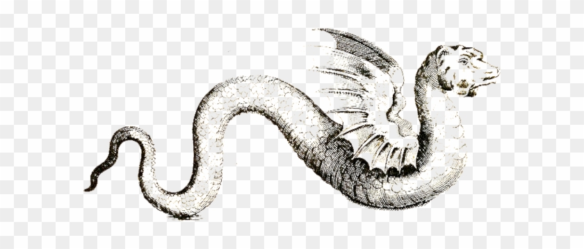 By Anaar - Winged Serpent Black And White #791099