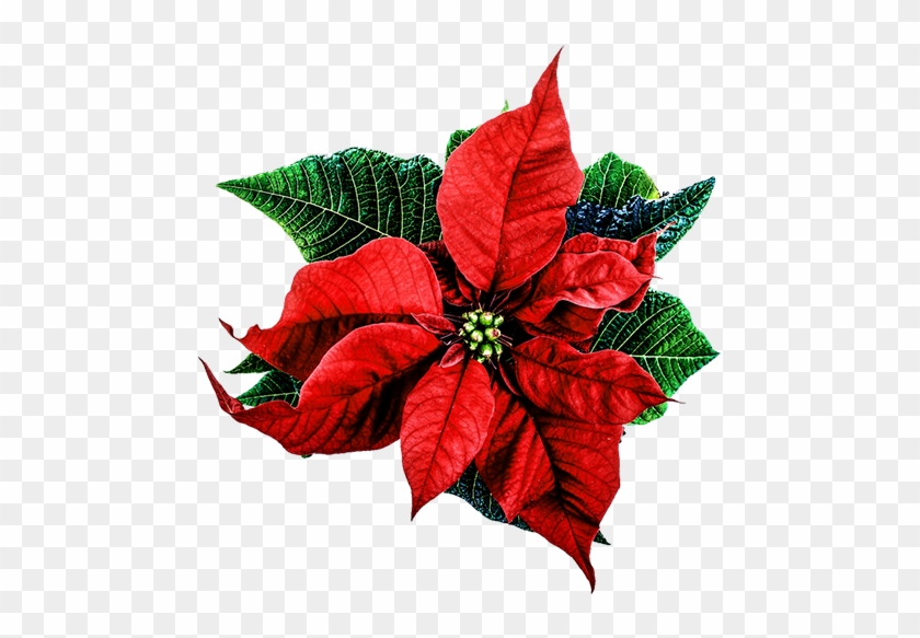 Christmas-flower - Flor De Pascua Png #791638