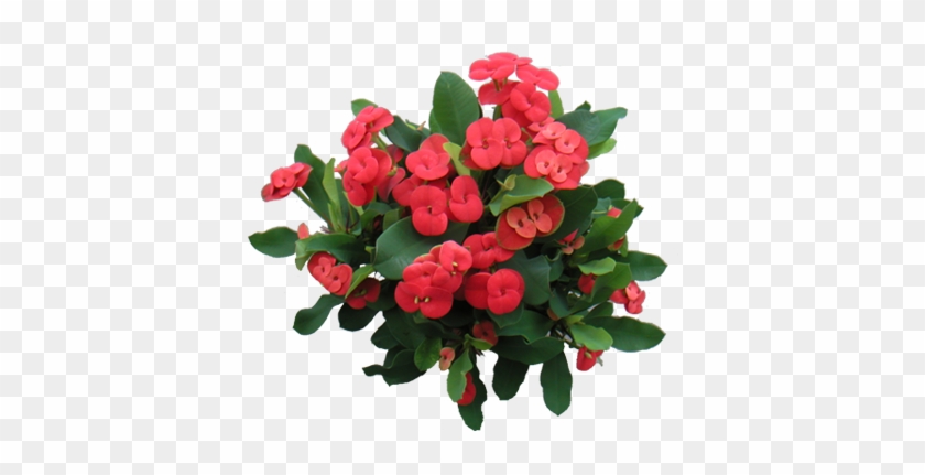 Euphorbia More - Euphorbia Milii #791642
