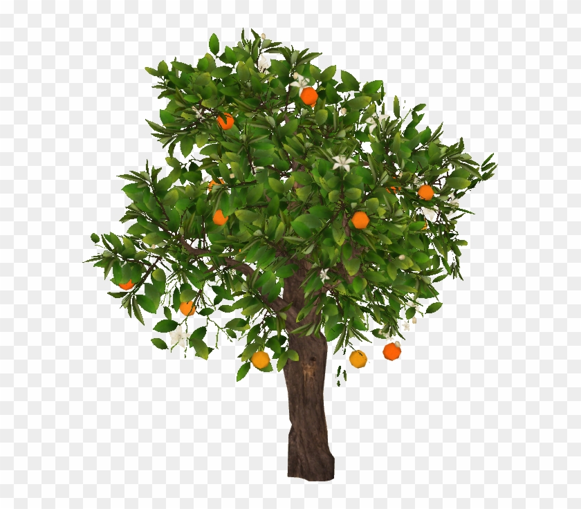 Orange Tree - Parvovirus #792487