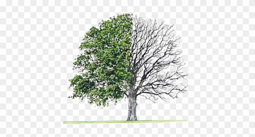 The Tree - Fuera De Quicio [book] #792581