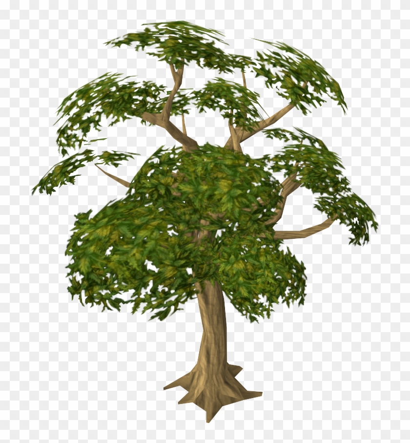 Mahogany Runescape Wiki Fandom Powered By Wikia - Mahogany Tree #793663