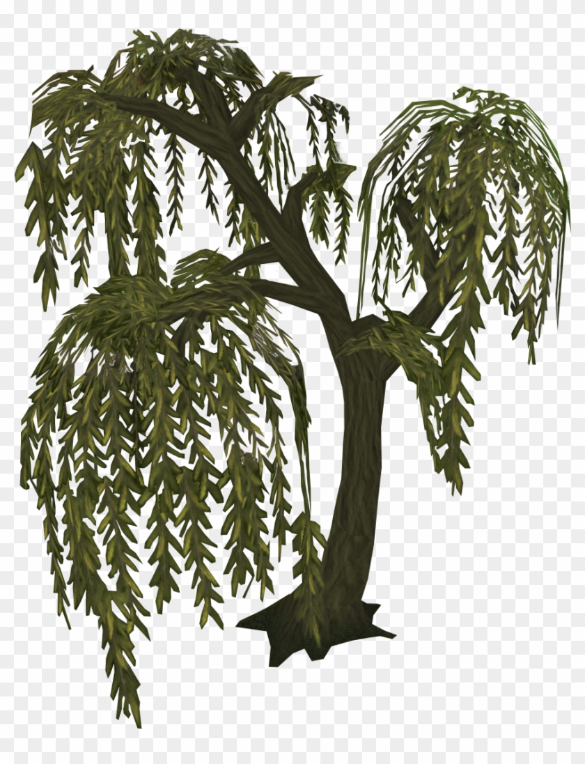 Willow Tree - Cb Edits Png Tree #793915