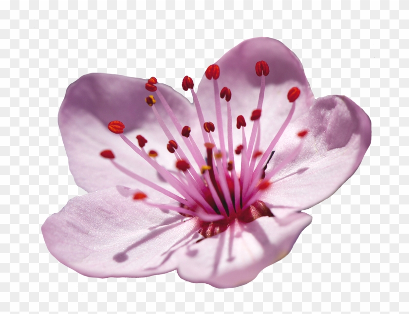 Japan Plum Blossom Cherry Blossom Flower - Japan Cherry Blossom Flower #796066