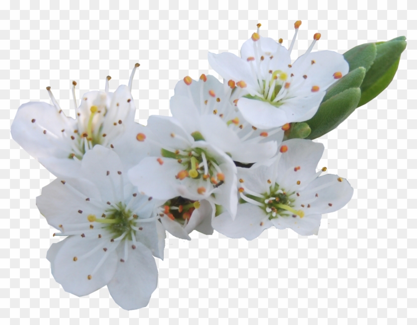   Spring Flowers Transparent Background #796174