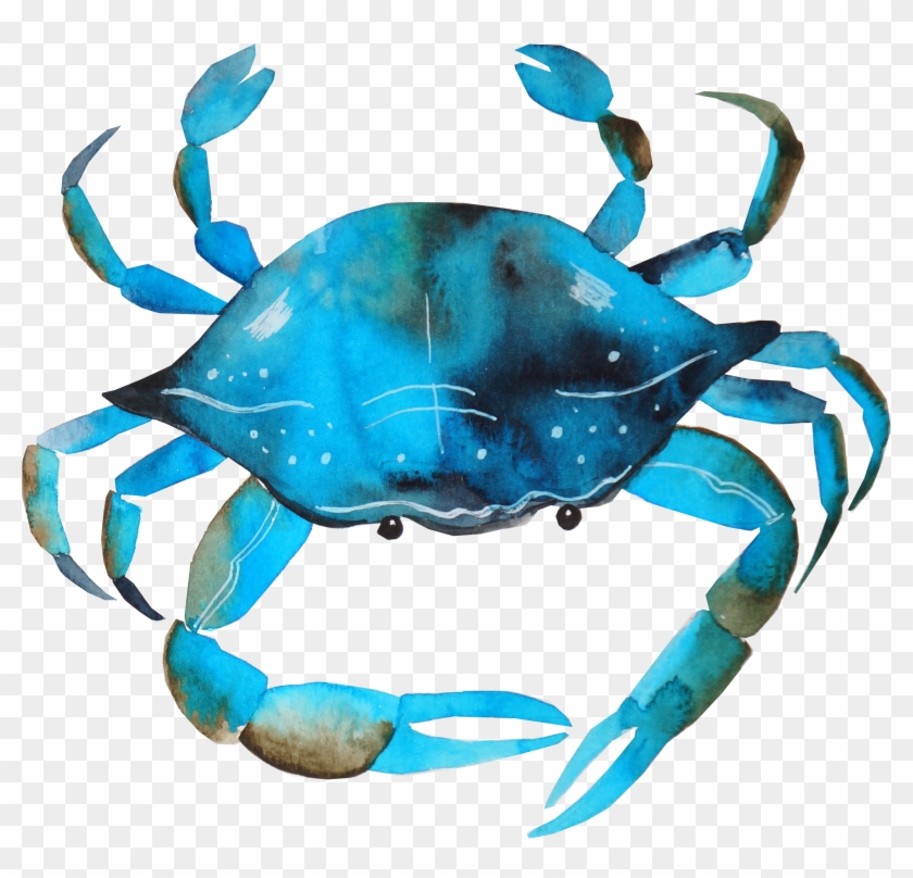 Chesapeake Blue Crab Watercolor Painting Photography - Chesapeake Blue Crab Watercolor Painting Photography #797245