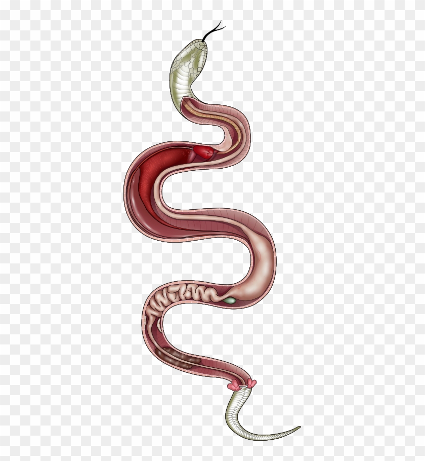 About Us - Brown Snake #798463