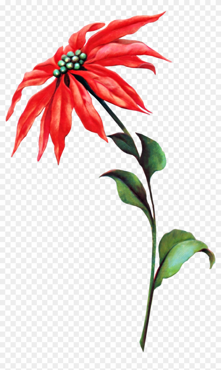 Lobelia #799560