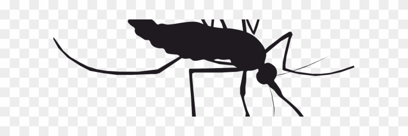 Zika Virus - Zika Virus #799713