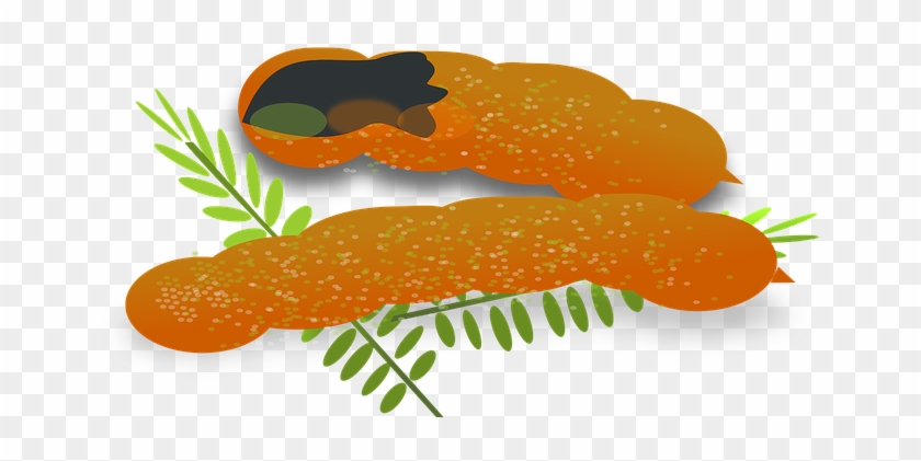 Tamarind Fruit Seed Pod Brown Sweet Ingred - Tamarind Clipart #800009