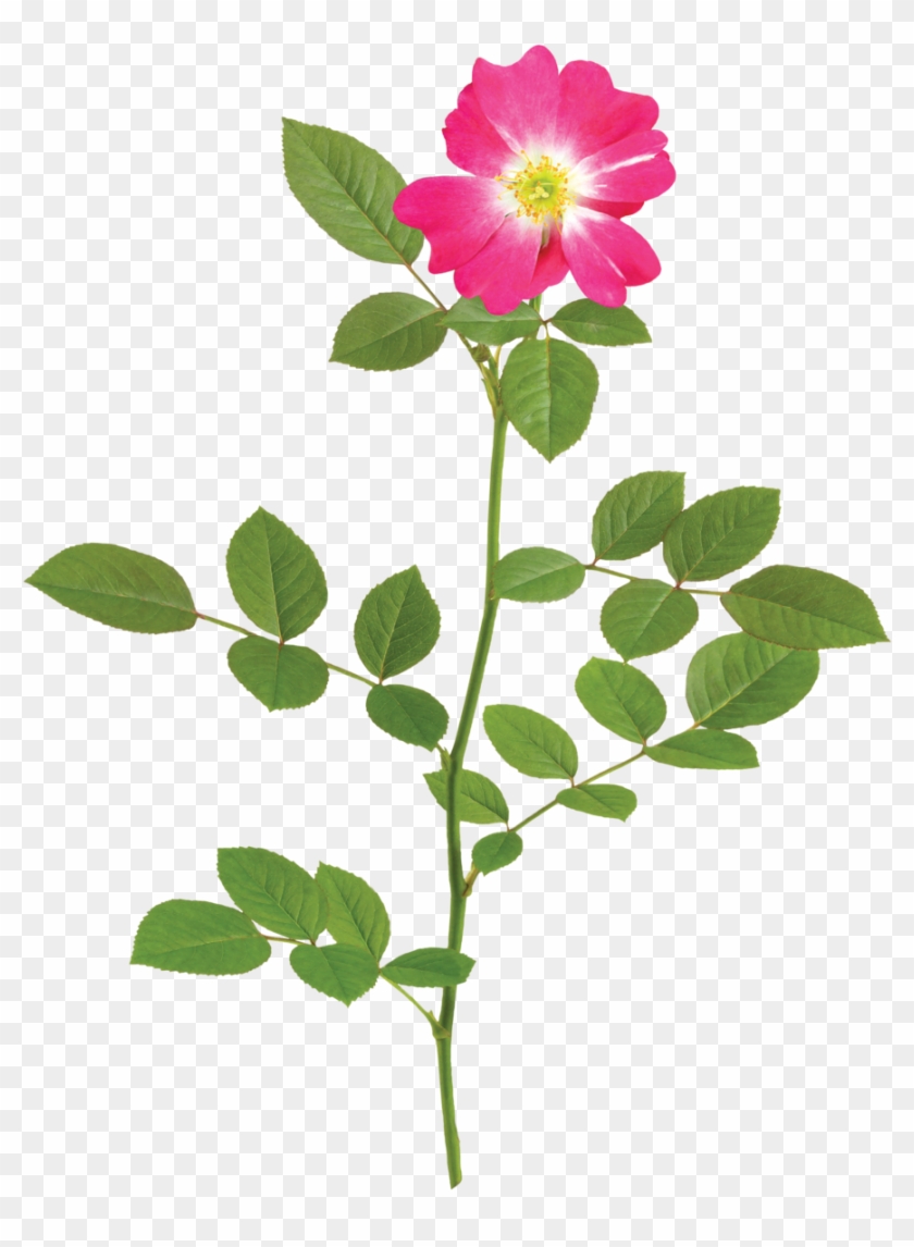 The Pink Drift® Rose - The Pink Drift® Rose #801129