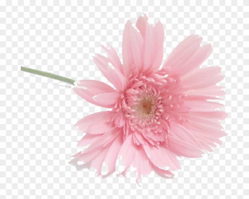 Flower Auglis Petal Watermark - Flower Auglis Petal Watermark #801196