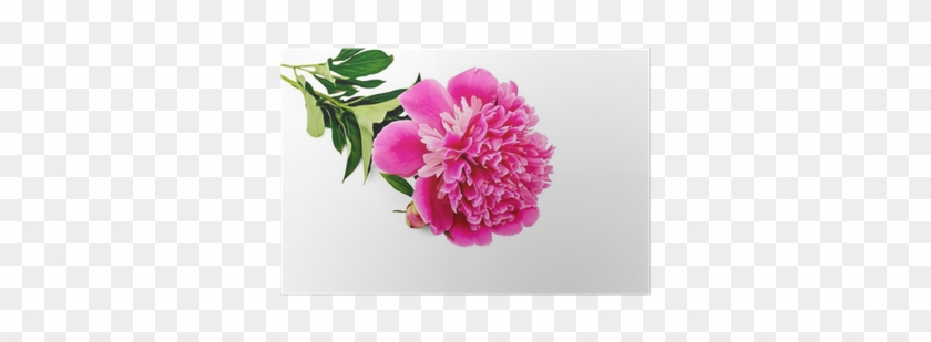 免基礎,零失敗,新手必看的種花寶典:150種景觀花卉栽培技法,一本學會播種、施肥、換盆、光照、除蟲害的訣竅(附贈新娘花種子包) #801477