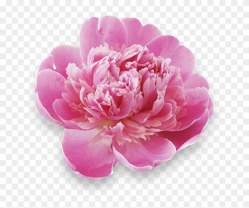 Peony #801571