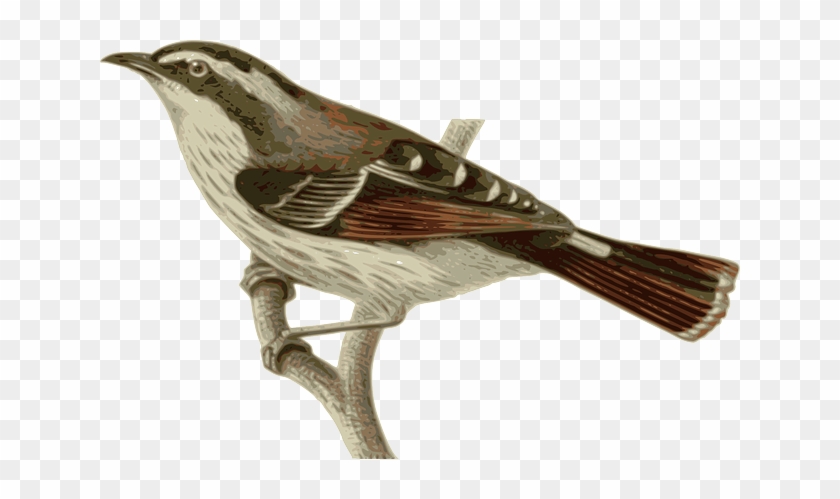 Twig Bird, Feathers, Animal, Red, Grey, Gray, Sitting, - Bird Perched On A Branch #801613
