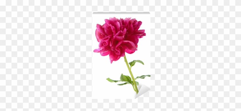 Peony #801788
