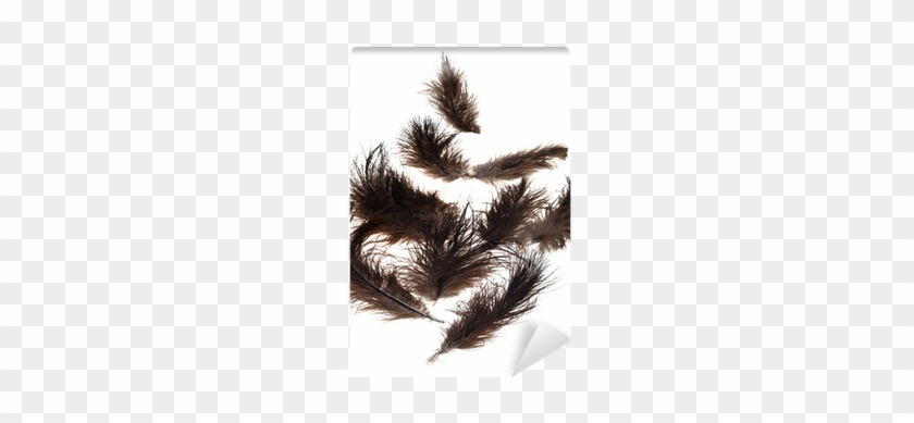 White Pine #801798