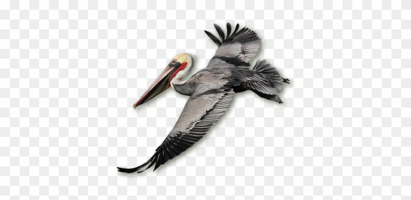 Photo Of Brown Pelican - Ornithology #801832