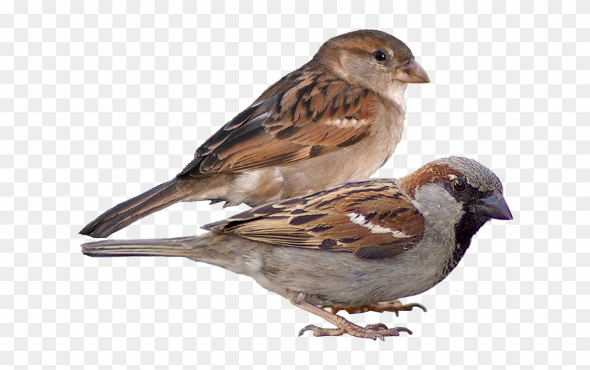 Passerine - Passerine #801838