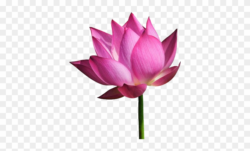 Download Amazing High-quality Latest Png Images Transparent - Temple Flower Png #801871