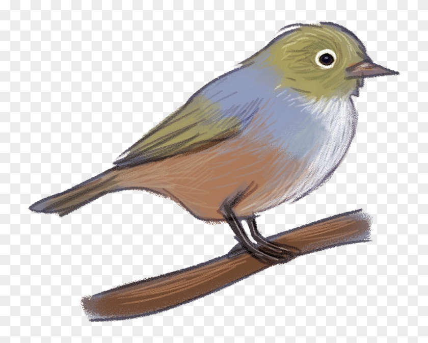 Silvereye - Silvereye #801902