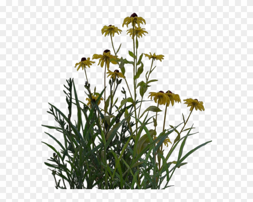 Free Plant Png's #801980