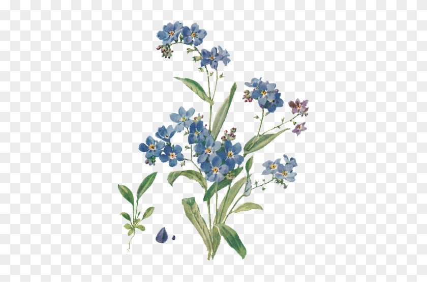 Scorpion Grasses Plant Color - Forget Me Not Flowers #802042