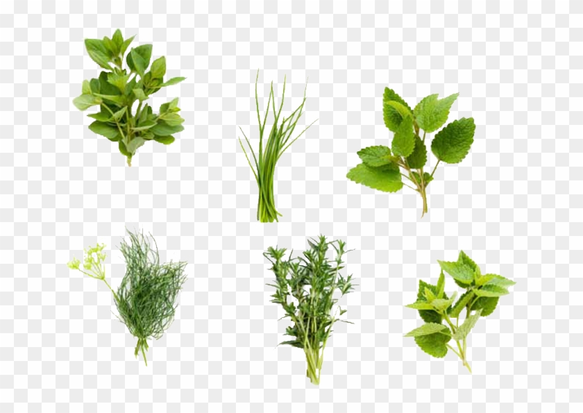 More In Produce & Plant Products - Lemon Plant Seeds By Seed-balls.com - Lemon Balm Seed #802052